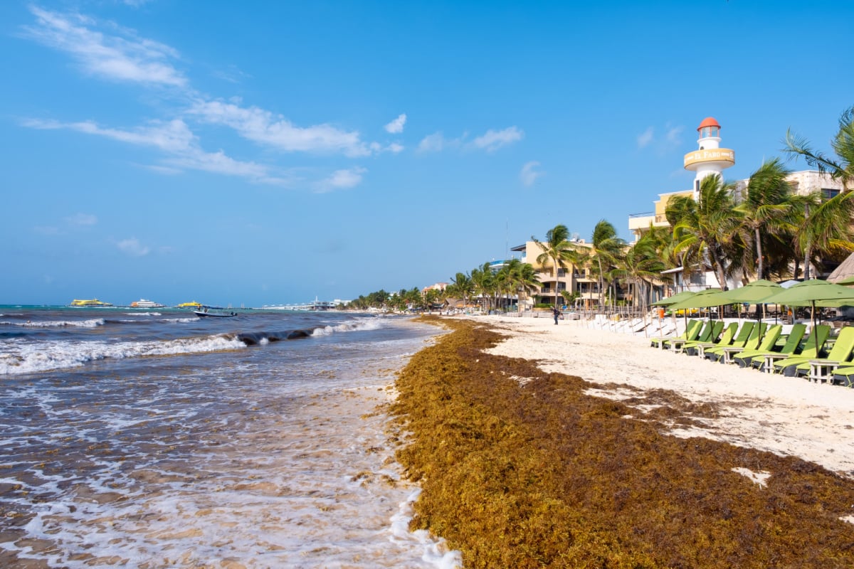These 3 Destinations Could See Record-Breaking Sargassum Invading Beaches Soon